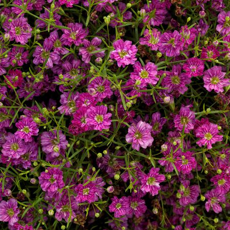 Deep Pink Gypsy, Gypsophila Seeds - Packet image number null